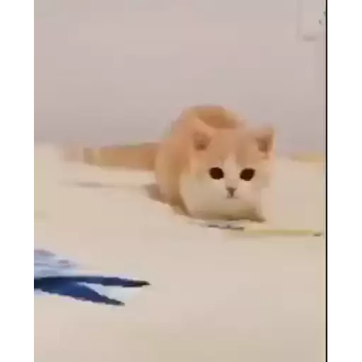 Nhãn dán
