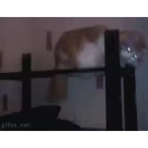 Nhãn dán