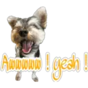 Стикер
