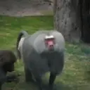 מדבקה