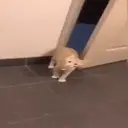 ஸ்டிக்கர்