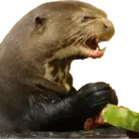 ស្ទីកเกอร์