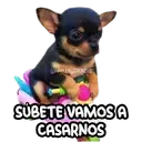 স্টিকার