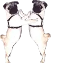 สติกเกอร์