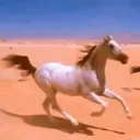 מדבקה