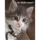 Adhesiu