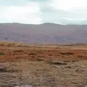 ملصق